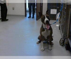 American Pit Bull Terrier Dogs for adoption in Fayetteville, NC, USA