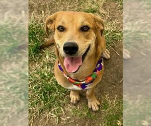 Black Mouth Cur-Unknown Mix Dogs for adoption in Tulsa, OK, USA