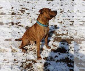 Bullboxer Pit Dogs for adoption in Waynesboro, PA, USA