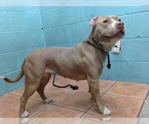 American Pit Bull Terrier Dogs for adoption in Downey, CA, USA