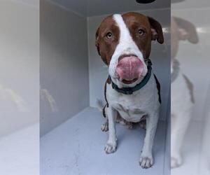 Labrador Retriever Dogs for adoption in Houston, TX, USA