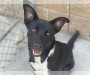 Border Collie-Unknown Mix Dogs for adoption in Tulsa, OK, USA