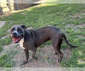 American Pit Bull Terrier-Unknown Mix Dogs for adoption in Plano, TX, USA