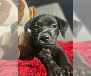 Chihuahua-Unknown Mix Dogs for adoption in San Diego, CA, USA