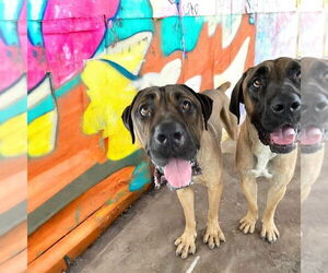 Mastiff Dogs for adoption in Goodyear, AZ, USA