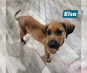 Catahoula Leopard Dog-Unknown Mix Dogs for adoption in Marine City, MI, USA