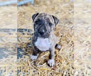 American Pit Bull Terrier Dogs for adoption in Claremore, OK, USA