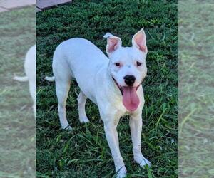 American Pit Bull Terrier-Unknown Mix Dogs for adoption in Plano, TX, USA