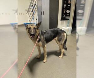 German Shepherd Dog Dogs for adoption in Bakersfield, CA, USA