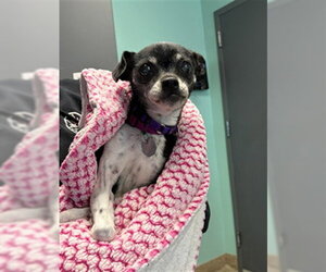 Chihuahua Dogs for adoption in Aurora, CO, USA