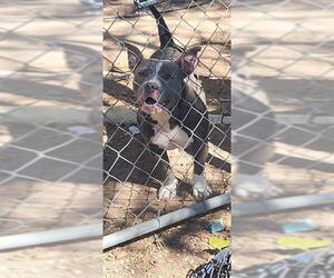 Bulldog-Unknown Mix Dogs for adoption in San Antonio, TX, USA