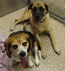 Beagle-Unknown Mix Dogs for adoption in Chantilly, VA, USA