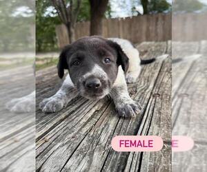 German Shepherd Dog-Unknown Mix Dogs for adoption in San Antonio, TX, USA