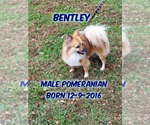 Pomeranian Dogs for adoption in Huddleston, VA, USA