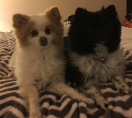 Pomeranian Dogs for adoption in Mission viejo, CA, USA
