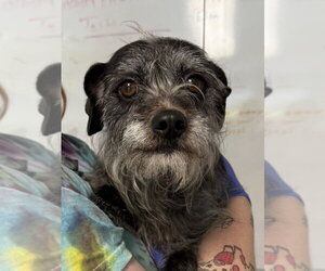 Border Terrier-Unknown Mix Dogs for adoption in Bolivar, MO, USA