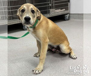 Mutt Dogs for adoption in Washington, DC, USA