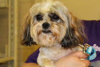 Shih Tzu-Unknown Mix Dogs for adoption in Fort Wayne, IN, USA