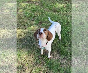 German Shorthaired Pointer Dogs for adoption in Richmond, VA, USA