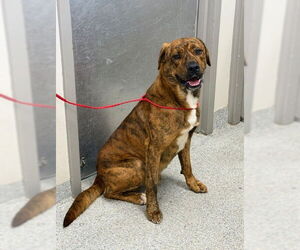 American Pit Bull Terrier-Unknown Mix Dogs for adoption in Pasadena, TX, USA