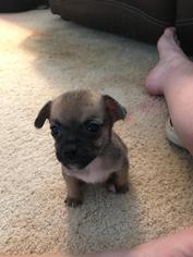 Medium Photo #1 Chiweenie Puppy For Sale in Colorado Springs, CO, USA