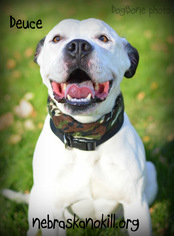 American Pit Bull Terrier Dogs for adoption in Lincoln, NE, USA