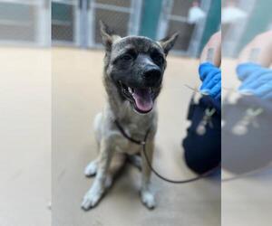 German Shepherd Dog-Unknown Mix Dogs for adoption in Chula Vista, CA, USA