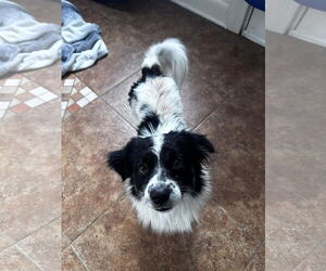 Border Collie-Pomeranian Mix Dogs for adoption in New Orleans, LA, USA
