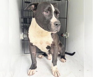 Mutt Dogs for adoption in Houston, TX, USA