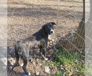 American Bulldog-Labrador Retriever Mix Dogs for adoption in Pittstown, NJ, USA