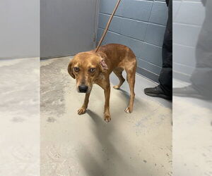Redbone Coonhound-Unknown Mix Dogs for adoption in Tallahassee, FL, USA