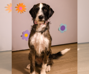 Mutt Dogs for adoption in Brooklyn Center, MN, USA