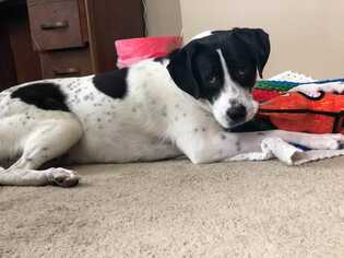 Lab-Pointer Dogs for adoption in Glen Haven, WI, USA