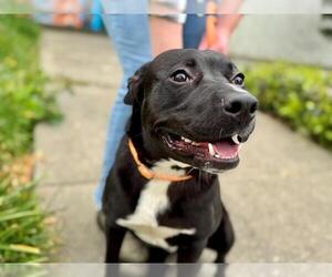 American Pit Bull Terrier-Unknown Mix Dogs for adoption in Santa Rosa, CA, USA