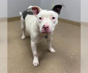 Bull Terrier-Unknown Mix Dogs for adoption in Aurora, CO, USA