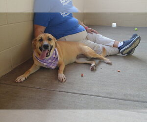 Labrador Retriever-Unknown Mix Dogs for adoption in McKinney, TX, USA