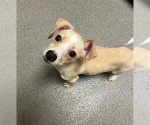 Beagle-Unknown Mix Dogs for adoption in Denver, CO, USA