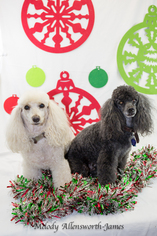 Poodle (Toy) Dogs for adoption in north little rock, AR, USA