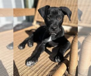Labrador Retriever-Unknown Mix Dogs for adoption in San Juan Capistrano, CA, USA