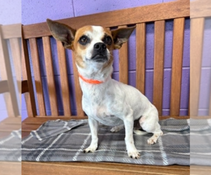 Chihuahua-Unknown Mix Dogs for adoption in Genesee, WI, USA