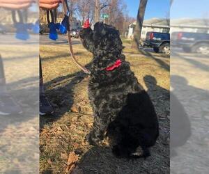 Cocker Spaniel Dogs for adoption in Crystal, MN, USA