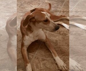 Labrador Retriever-Unknown Mix Dogs for adoption in Eastman, GA, USA