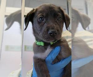 Pyrenees Border Collie Dogs for adoption in Pueblo, CO, USA