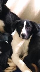 Border-Aussie Dogs for adoption in Valley Falls, KS, USA