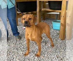 Boxador Dogs for adoption in Poughkeepsie, GA, USA
