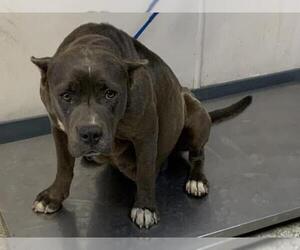 American Pit Bull Terrier-Unknown Mix Dogs for adoption in Visalia, CA, USA
