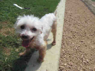 Maltese Dogs for adoption in Plano, TX, USA