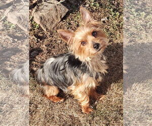 Mutt Dogs for adoption in Allentown,, PA, USA