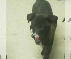 Border Collie Dogs for adoption in Pendleton, NY, USA