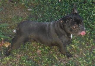 French Bulldog Dogs for adoption in Commerce, GA, USA